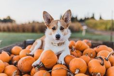 a small dog sitting in a pile of pumpkins