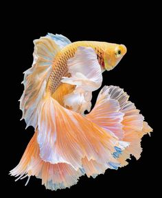 an orange and white siamese fish on a black background