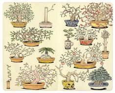 an open book with different types of bonsai trees