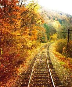 an old train track surrounded by trees and leaves in the fall time, with power lines running through it