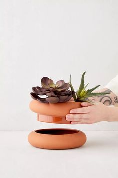 a person holding a potted plant on top of an orange stand with succulents in it