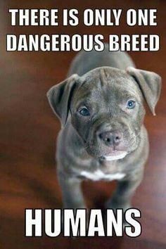 there is only one dangerous breed for humans