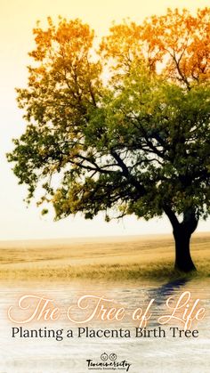 the tree of life planting a placenta birth tree