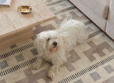 a small white dog sitting on top of a rug