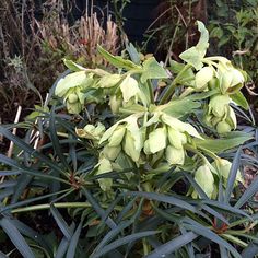 some very pretty green flowers by some bushes