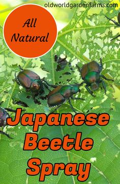 japanese beetlee spray on a leaf with the words all natural