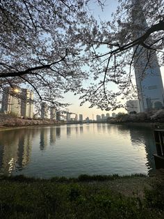 a bench sitting on the side of a lake next to tall buildings with cherry blossoms