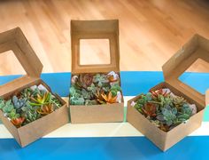 Cactus Packaging, Succulent Pumpkin, Flower Cones, Succulent Garden Indoor, Succulent Gift, Succulent Cuttings, Flower Box Gift