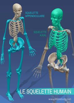 Squelette appendiculaire contre squelette axial Human Body Systems Projects, Body Systems Project, Learn Anatomy, Skeleton System, The Human Skeleton, The Skeletal System, Doctor Quotes Medical