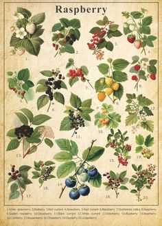 an illustration of raspberry plants and berries