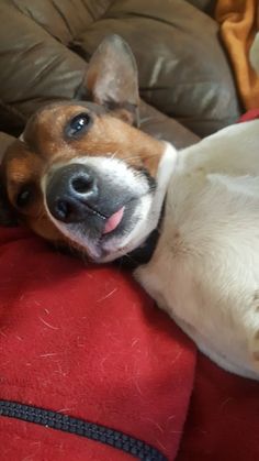 a brown and white dog laying on top of a red pillow