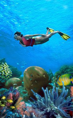 a woman swimming in the ocean surrounded by corals