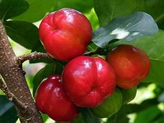 some red apples hanging from a tree branch