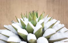 Succulents Need Special Care in The Winter—What You Should Do Right Now For Happy Plants Outdoor Succulents, Hardy Succulents, Cold Deserts, Types Of Succulents, Winter Plants, Plant Covers, Agave Plant, Indoor Herb Garden, Succulent Pots