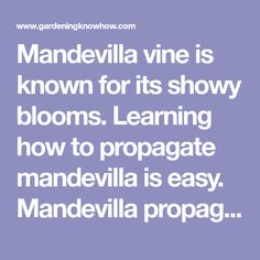 the words mandevlia vine is known for its showy blooms learning how to propate mandevilla is easy