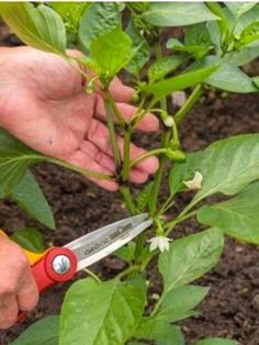 How and When to Prune Pepper Plants For Earlier Harvests, Higher Yields & Healthier Plants How To Prune Pepper Plants, Pruning Pepper Plants, Pepper Plant Care, Pepper Harvest, Veggie Storage, Hot Peppers Plants, Garden Prep