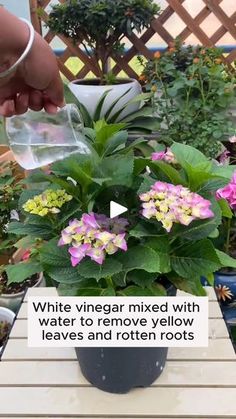 someone pouring water into a potted plant with pink and yellow flowers in it on a wooden table