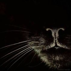 a cat's face is shown in the dark