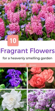 flowers with the title 10 fragrantt flowers for a heavenly smelling garden in pink, purple and white