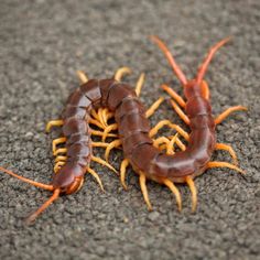 two brown and orange bugs on the ground