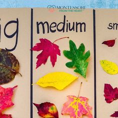 three books with different leaf shapes and the words big, medium, small on them