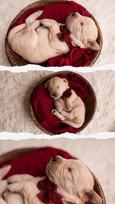 two pictures of a puppy sleeping in a basket on the floor with red cloths