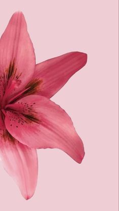 a pink flower with brown stamens against a light pink background