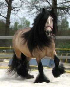 a horse that is standing in the snow with long hair on it's back legs