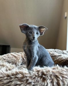 a small gray kitten sitting on top of a fluffy blanket