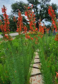 red flowers are growing in the grass next to a stone path that is surrounded by tall green plants