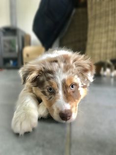 a brown and white dog laying on the floor