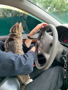 a person driving a car with a cat sitting on the steering wheel