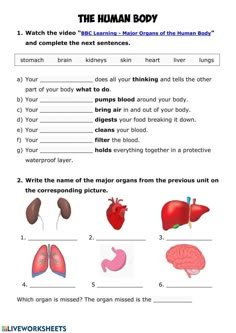 the human body worksheet is shown in this image, it shows an organ and organs