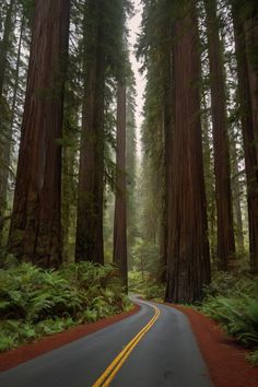 an empty road surrounded by tall trees and ferns