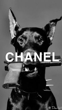 Plakat Design Inspiration, Chanel Poster, Sejarah Asia, مرسيدس بنز, Doberman Dogs, Dog Poster, Picture Collage Wall