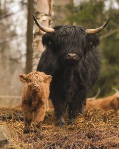 an adult yak standing next to a baby yak in the woods with trees behind it