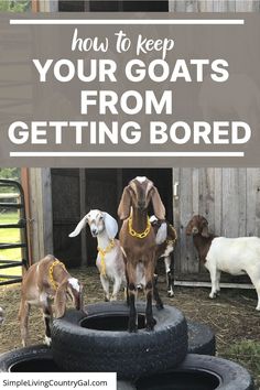 goats standing on top of tires with the words how to keep your goats from getting bored