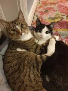 two cats laying next to each other on a bed