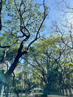 the sun shines through the trees on a sunny day in an urban park area