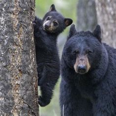 two black bears climbing up the side of a tree