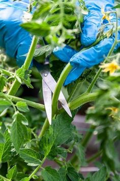 someone wearing blue gloves and holding scissors in their hands picking green beans from the plant