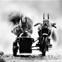 two stuffed animals riding on the back of a motorcycle with an animal in the sidecar