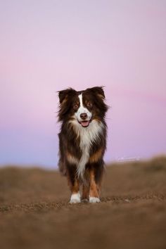 a brown and white dog standing on top of a dirt field next to a pink sky