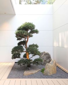 a bonsai tree sitting in the middle of a room with rocks and gravel on the floor