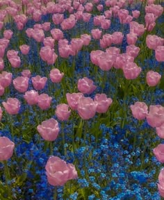 many pink and blue flowers in a field