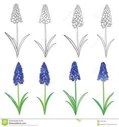 blue flowers and green leaves on a white background royalty illustration