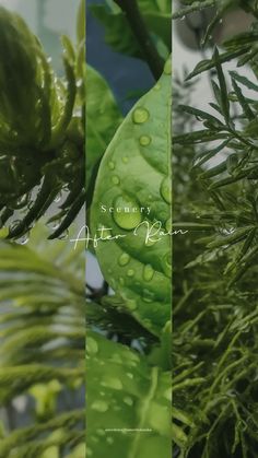 three different images of leaves and plants with the words, rosemary after rain on them