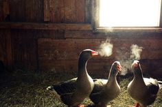 three geese are standing in the hay near a window with steam coming out of their heads