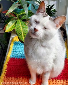 a white cat sitting on top of a rug next to a potted plant