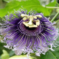 a purple flower with white stamens on it's center and green leaves in the background